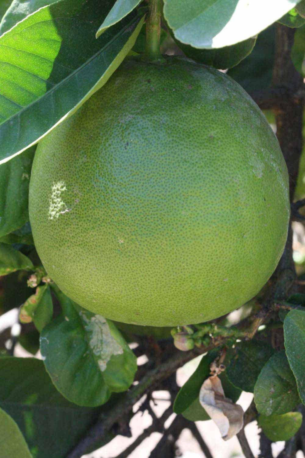            Immature fruit (Riverside, CA)   